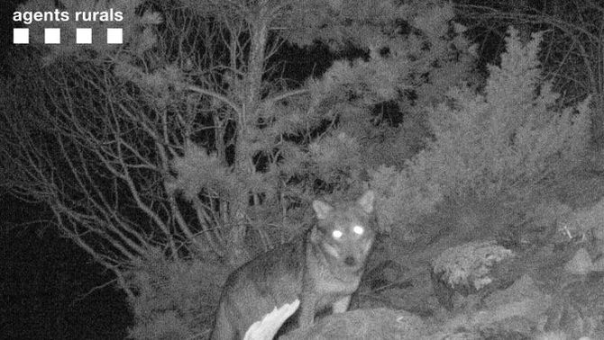 3CatInfo's tweet photo. Capten la presència d'un llop al Parc d'Aigüestortes per primer cop en un segle
https://t.co/TBAe1z6Or2 https://t.co/XqEuGxgdtn