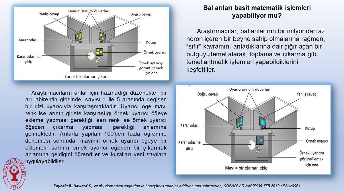 Son araştırmalar, arılara toplama ve çıkarma işlemlerini yapabilmeleri için sembolik temsiller olarak renkleri tanımanın öğretilebileceğini ve aritmetik problemleri çözmek için bu bilgiyi kullanabileceklerini gösterdi. 
#BornovaBelediyesi