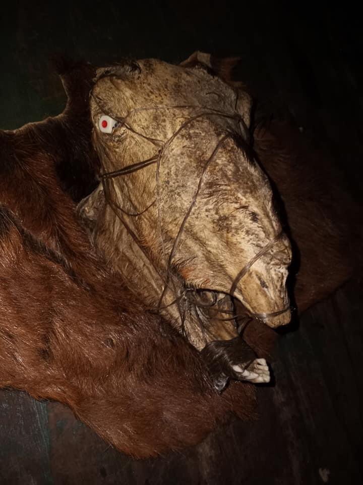 Circe_Beaker's tweet photo. When a coworker said they had some pelt and a goat skull, I was NOT expecting this cursed mummy! #CrapTaxidermy https://t.co/tTWxxWbkTM