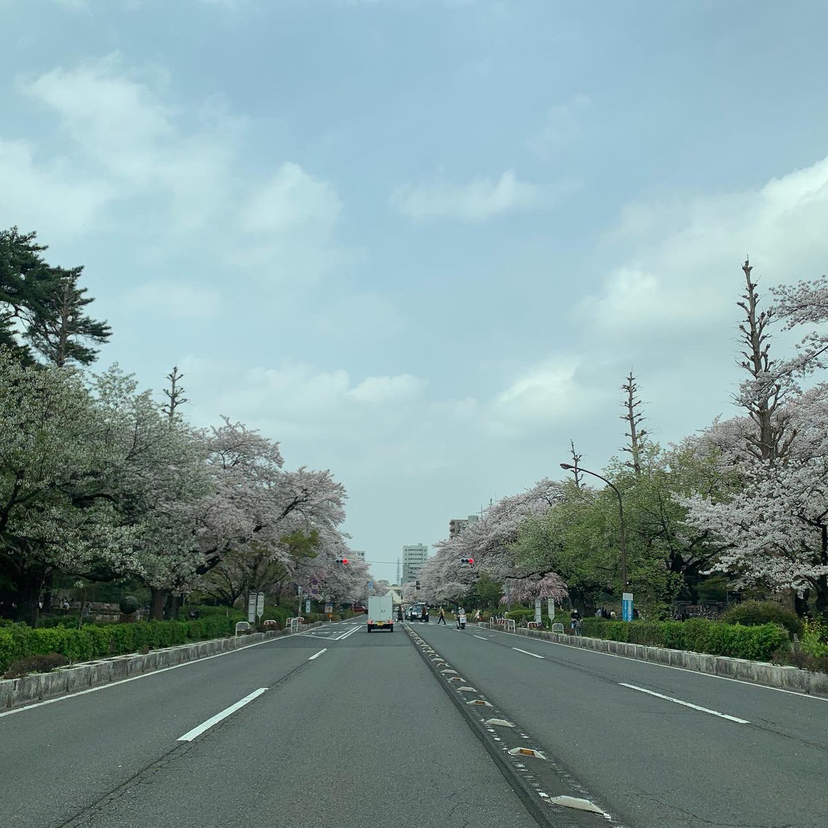 nage0829's tweet photo. 国立の桜 https://t.co/FfYcreI0LH