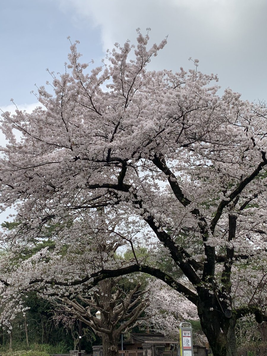 nage0829's tweet photo. 国立の桜 https://t.co/FfYcreI0LH