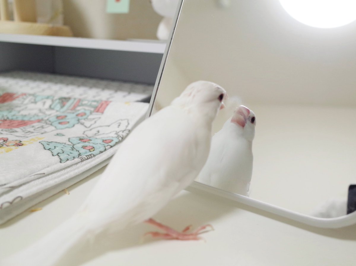 世界一可愛いくもり 文鳥の吐息で鏡が曇る事象を初めて発見しました 鏡になりたい 鳥の口の中初めて見ました Togetter