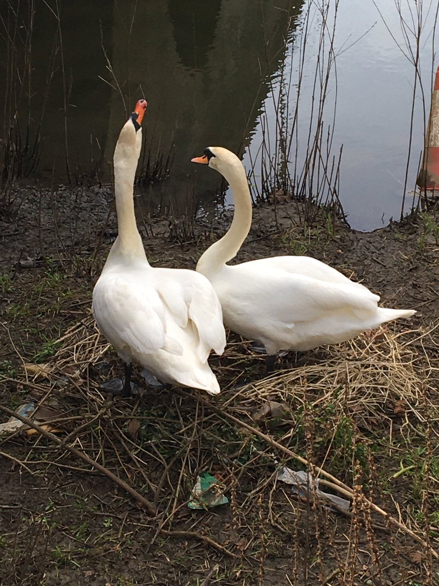 The Swan Hotel tweet media