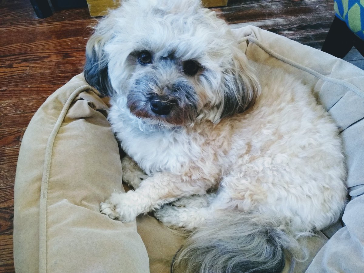 ElinMoor's tweet photo. @karenkho This is Bean. Bean agrees with Noodle https://t.co/gAttiC2nyY