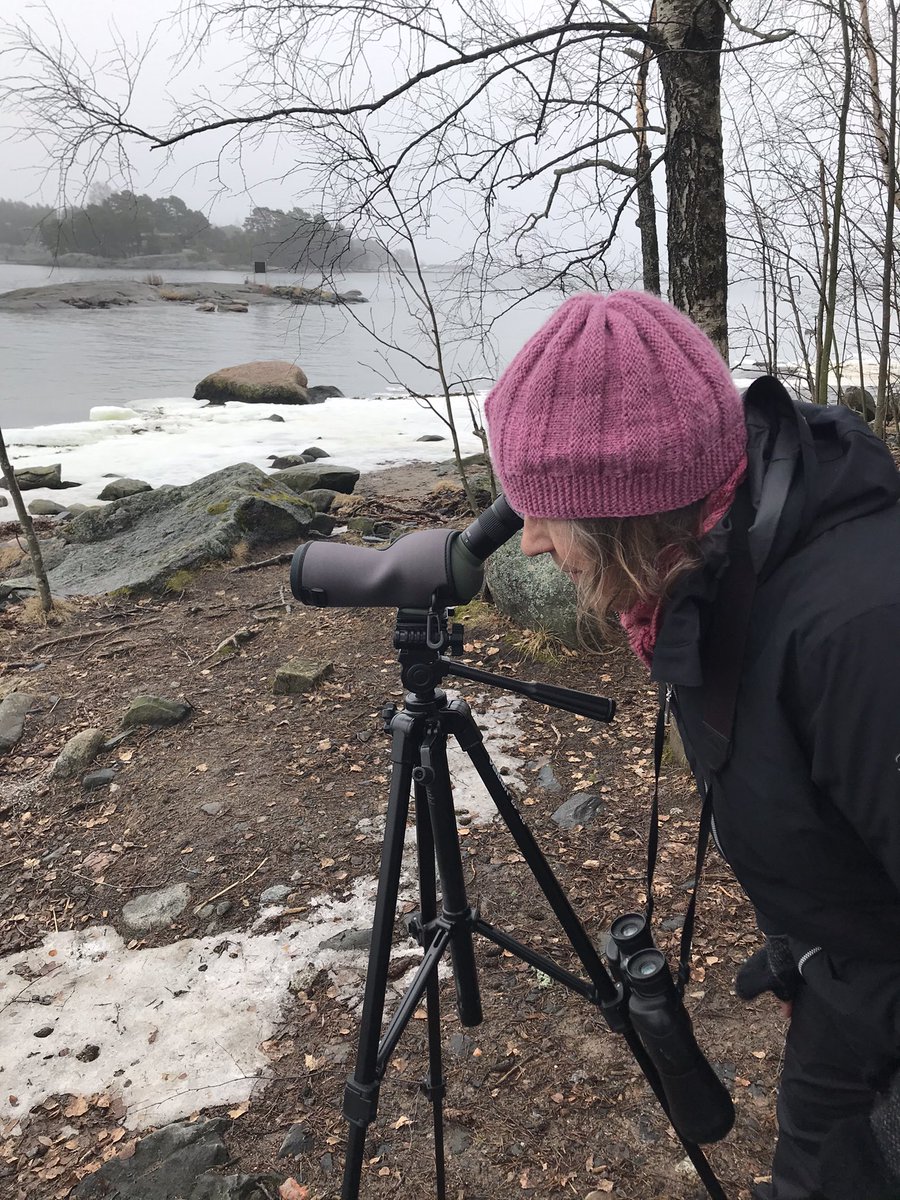 s_erja's tweet photo. Tänään Alli ja Naurulokki Vuosaaressa. Lajit 46 ja 47 tälle vuodelle. Puoliväli lähestyy. #kallvik #kuningatar #100lintulajia #100lintua https://t.co/keXkOkKVja