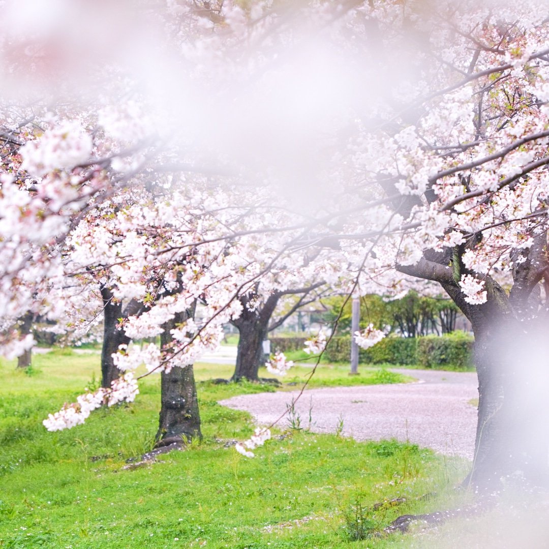 matu_yan's tweet photo. 福岡では先週の桜がMAX綺麗でしたね😁🙌緑との相性が良き👍
#お写んぽ
#日常風景
#季節を感じる
#桜ポートレート
#日常を紡いでいく
#写真好きな人と繋がりたい
#写真撮ってる人と繋がりたい
#キリトリセカイ
#ファインダー越しの私の世界
#幸せな瞬間をもっと世界に
#その瞬間に物語を https://t.co/AGQIwXWL39