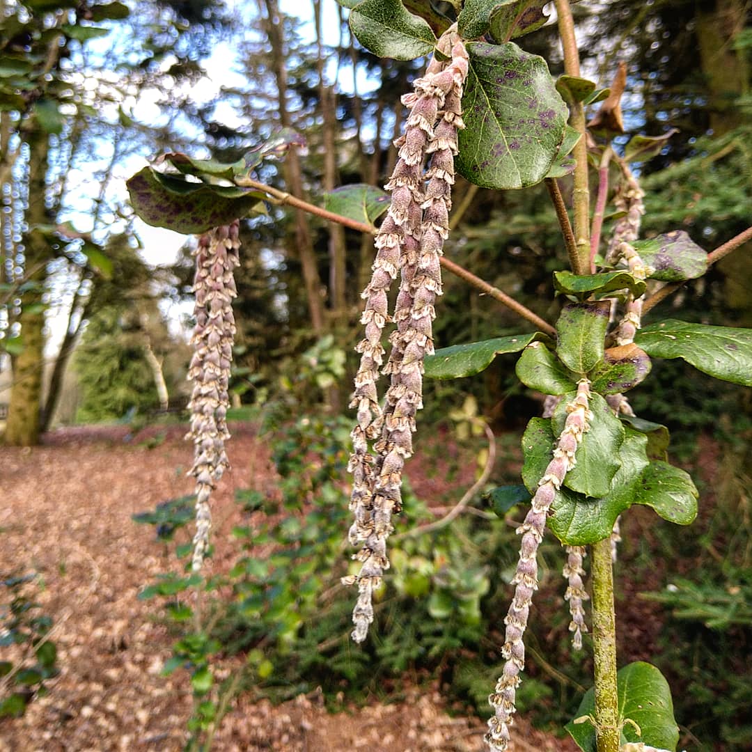 YorksArboretum's tweet image. Arboretum in bloom as spring has well and truly sprung!
garrya elliptica
Rhododendron oreodoxa var fargesii
Rhododendron calophytum

Book your visit and experience nature in spring: yorkshirearboretum.org 

#yorarb #easter #spring #wildflowers