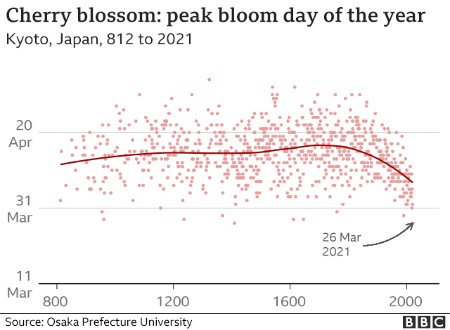 bbcworldservice's tweet photo. Japan's cherry blossom season has peaked at the earliest date since records began in 812 AD - and researchers think it's probably down to climate change 🌸🇯🇵https://t.co/rVIjdDZjQU https://t.co/tsQOYhGpcC