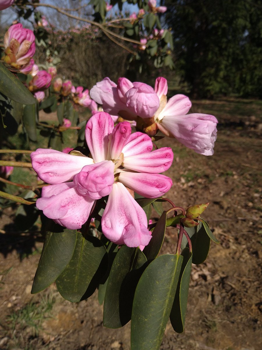YorksArboretum's tweet image. Arboretum in bloom as spring has well and truly sprung!
garrya elliptica
Rhododendron oreodoxa var fargesii
Rhododendron calophytum

Book your visit and experience nature in spring: yorkshirearboretum.org 

#yorarb #easter #spring #wildflowers