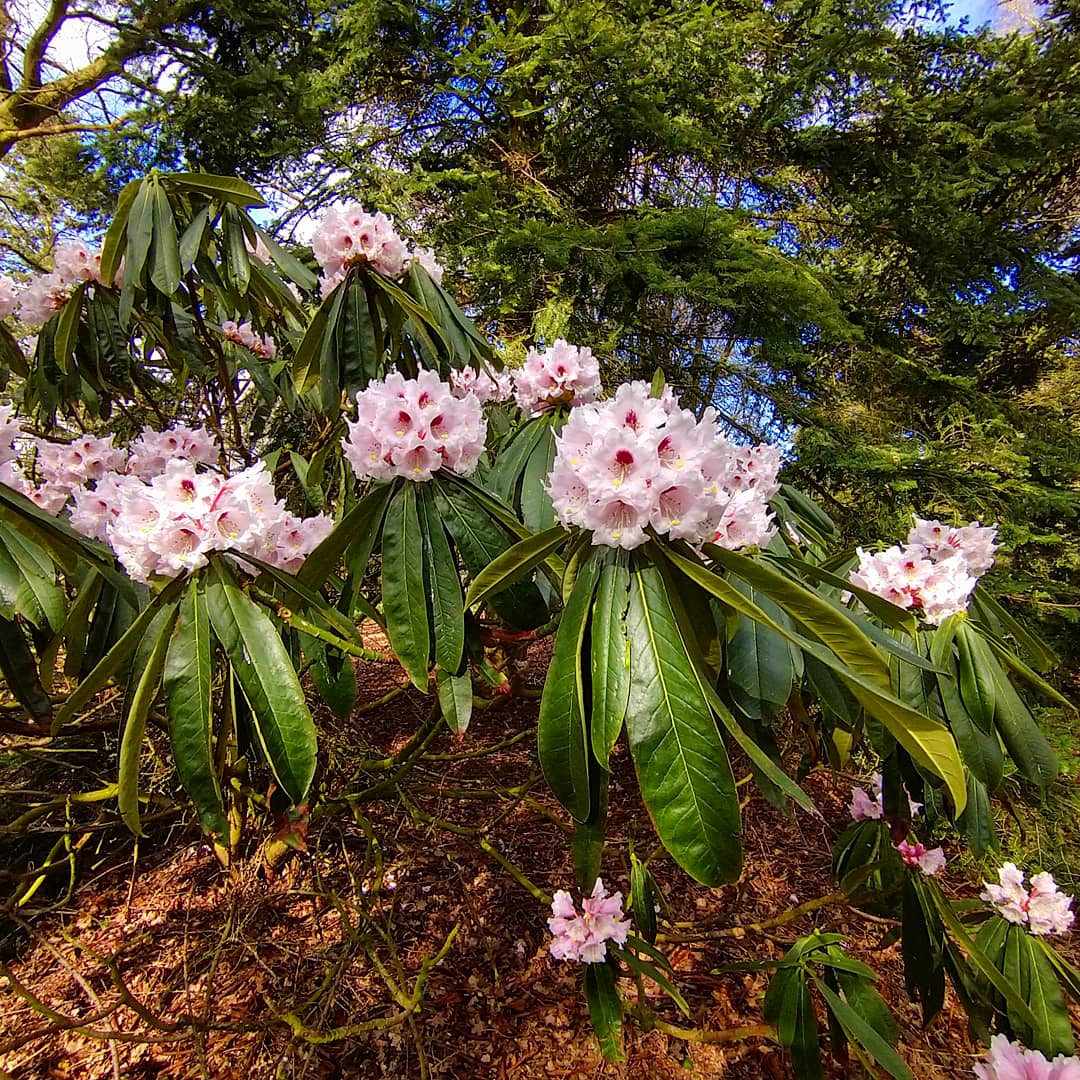 YorksArboretum's tweet image. Arboretum in bloom as spring has well and truly sprung!
garrya elliptica
Rhododendron oreodoxa var fargesii
Rhododendron calophytum

Book your visit and experience nature in spring: yorkshirearboretum.org 

#yorarb #easter #spring #wildflowers