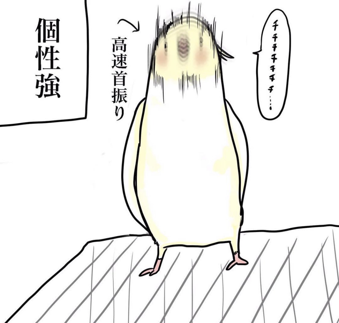 #オカメインコ
#鳥好きさんと繋がりたい
#エッセイ漫画 