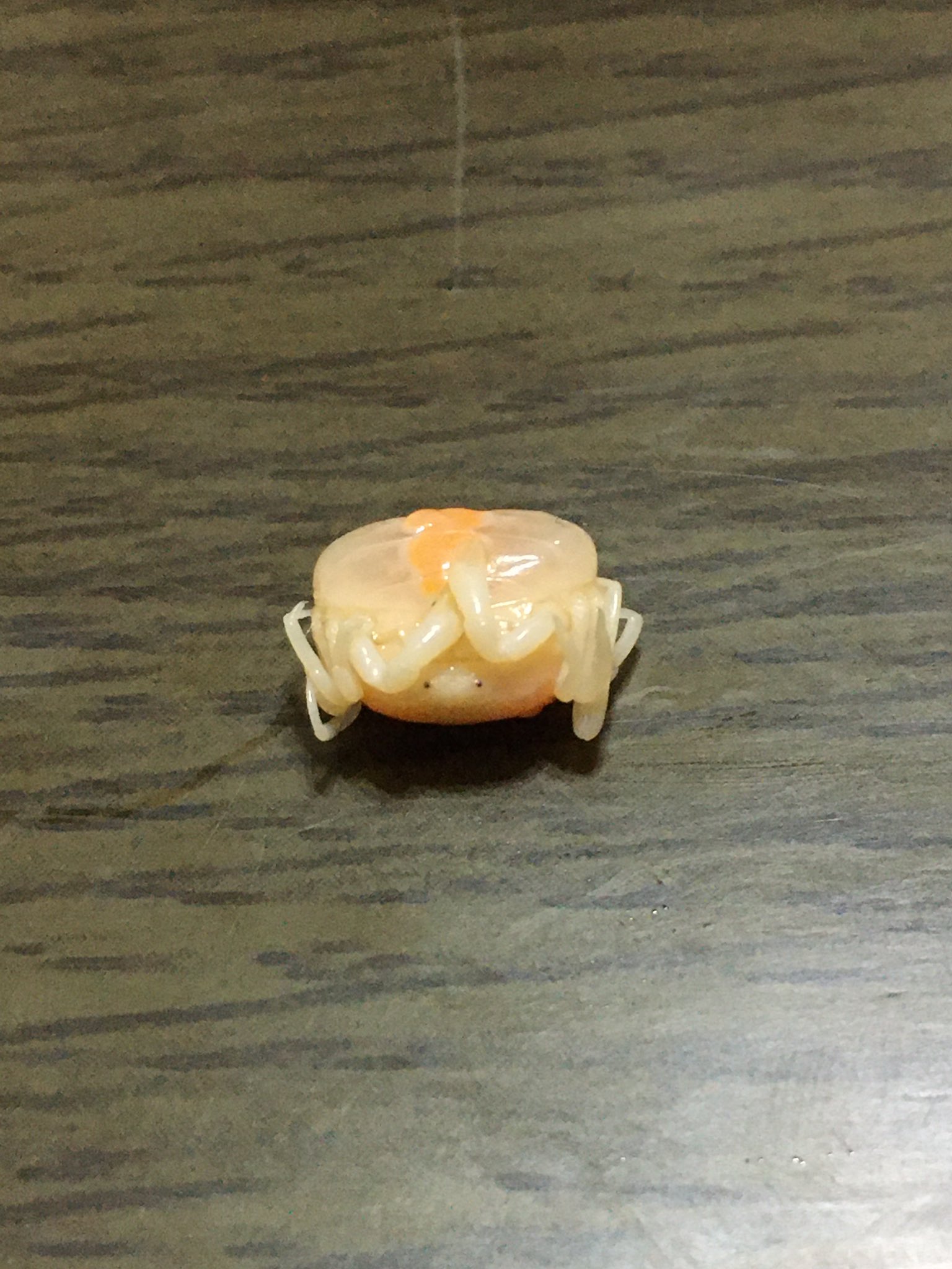 クソトス ムクオ お父さんが食べたアサリ汁のアサリに付いてた寄生虫のカニちゃん まってつぶらな点目が可愛すぎるw T Co C9kjcllqar Twitter