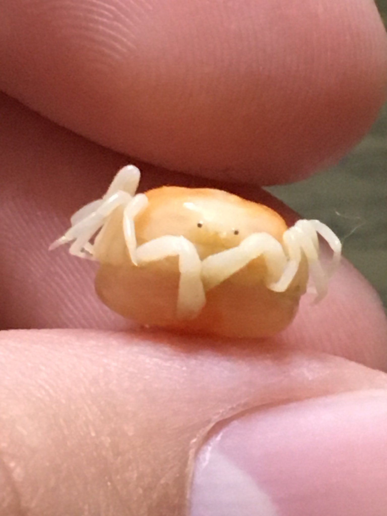 クソトス ムクオ お父さんが食べたアサリ汁のアサリに付いてた寄生虫のカニちゃん まってつぶらな点目が可愛すぎるw T Co C9kjcllqar Twitter