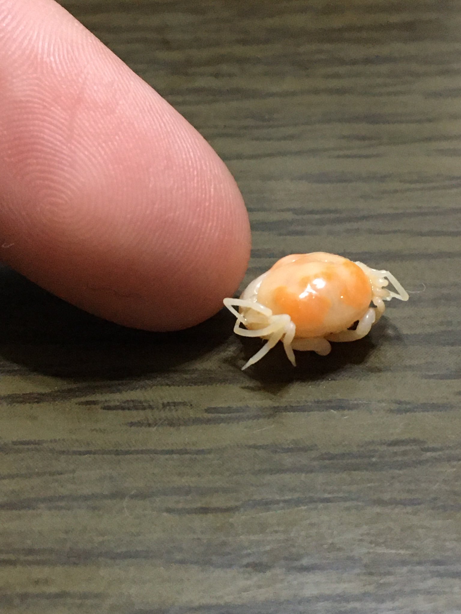 クソトス ムクオ お父さんが食べたアサリ汁のアサリに付いてた寄生虫のカニちゃん まってつぶらな点目が可愛すぎるw T Co C9kjcllqar Twitter