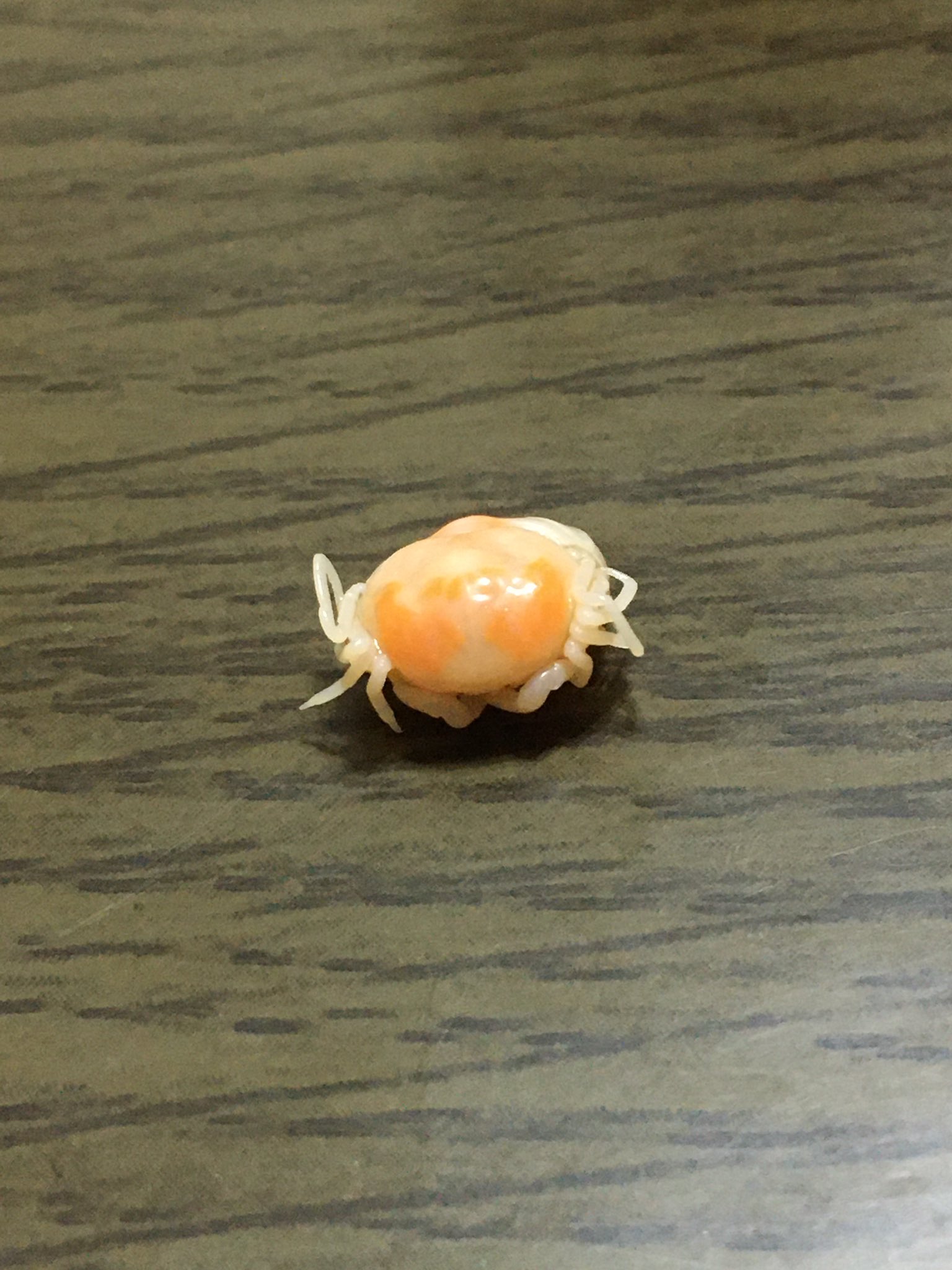 クソトス ムクオ お父さんが食べたアサリ汁のアサリに付いてた寄生虫のカニちゃん まってつぶらな点目が可愛すぎるw T Co C9kjcllqar Twitter