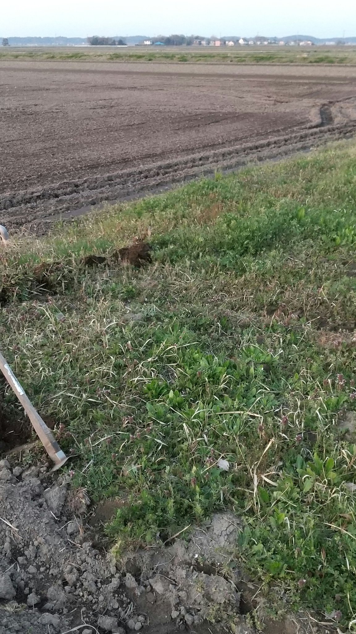 じゃが畑カカシ ここ耕して大根植える 家庭菜園 畑 大根 だいこん ダイコン 一人行動派