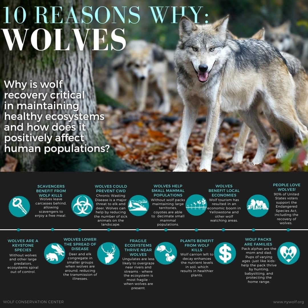 11 reasons why wolves are essential. Here’s 10 and one more, there so darn cute 🥰 ♥️🐺 #Loboweek #savethelobo