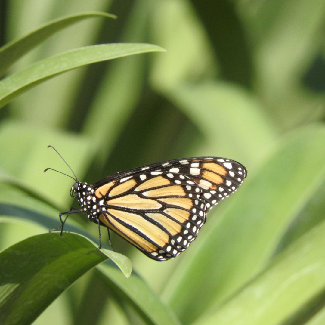 ZoodeMartinique's tweet photo. Lors de votre visite, prenez le temps d'observer les majestueux papillons Monarques 🦋 avec un peu de chance et de patience ils se poseront peut être même sur vous ! 😍

https://t.co/eiUXxOu6UP 

#martinique #martiniquefwi #nature #animaux #zoodemartinique #travel #papillons https://t.co/aMmH0rK36y
