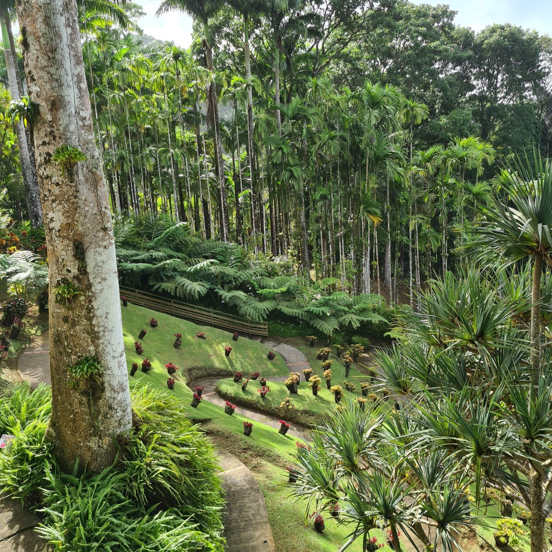 Notre vue préférée ... Comment s'en lasser ... 

jardindebalata.fr/billetterie

#balata #jardindesmartiniquais #martiniquefwi #martinique #nature #jardin #palmiers #tropical #patrimoine #paysage #martiniquemagnifique
