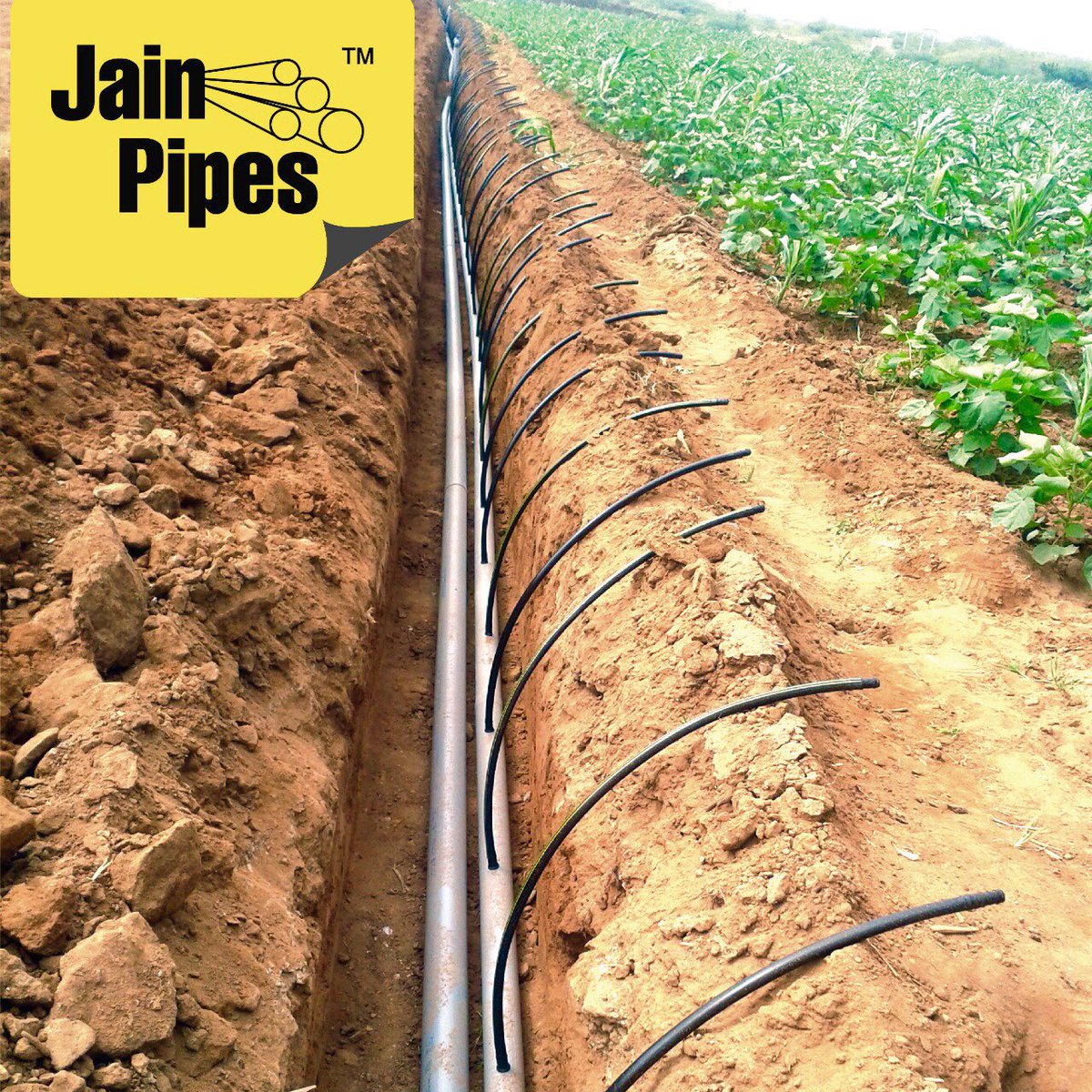 JainIrrigation's tweet photo. Jain PVC Pipes are the best #solution for conveyance of water for #drip &amp; #sprinkler irrigation systems as a #Submain

The ceaseless high-quality PVC pipes by @Jainpipes are best for conveying water main line to the laterals by supplying water from control heads into fields!🌱💧 https://t.co/M8UbDpPQEf