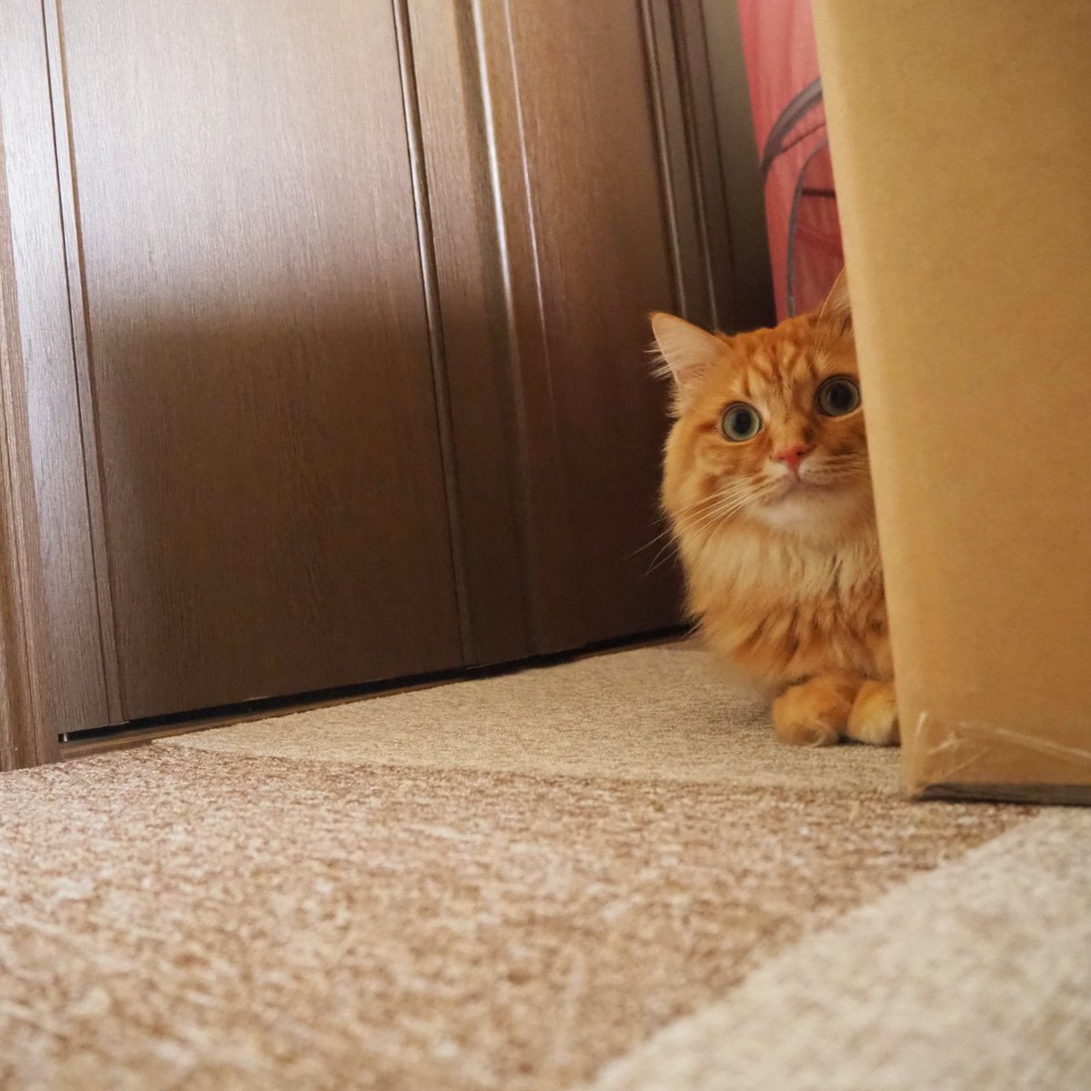 拾い猫 Hashtag On Twitter