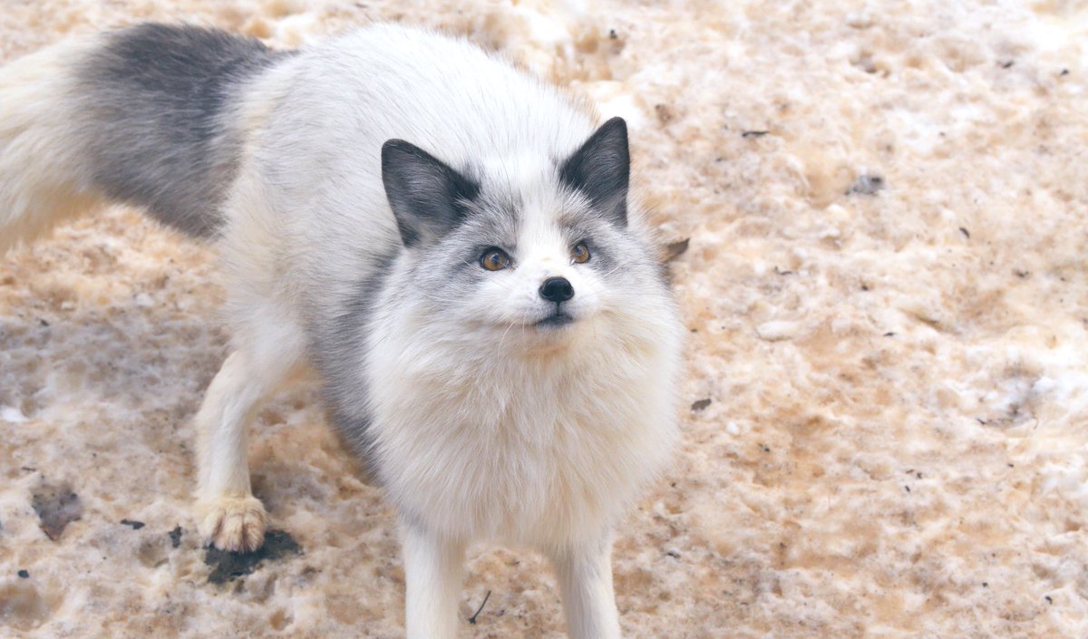 ユミ！！お取り置き☆茶プラチナキツネ ユミ様専用！！お取り置き☆茶プラチナキツネ