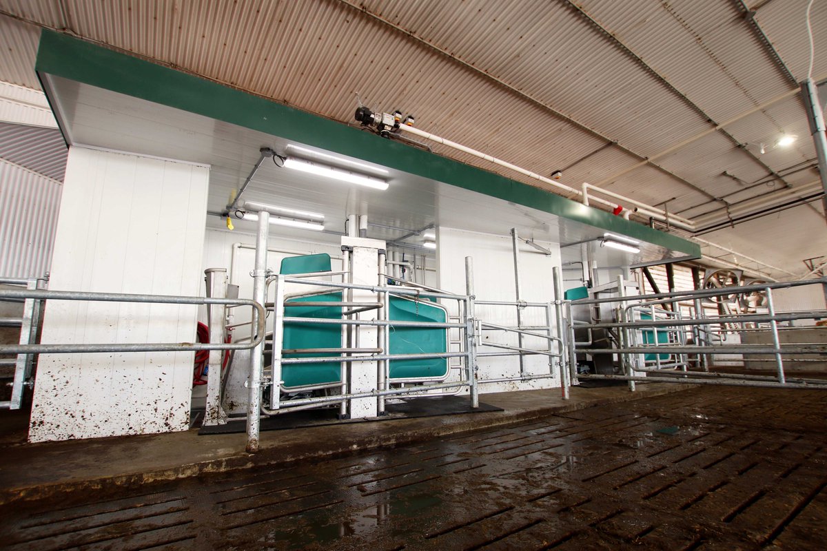 dairylanesystem's tweet photo. 1/3 - Congratulations to the Tower family at Macksvilla Farms on a successful startup last week! Three GEA R9500 robots were installed in their existing dairy barn at the former holding area entrance
#DLSdairy #DLSrobotics #dairyfarmers #dairyfarming #dairycows #dairy @Ctowers15 https://t.co/k2fKgge80y