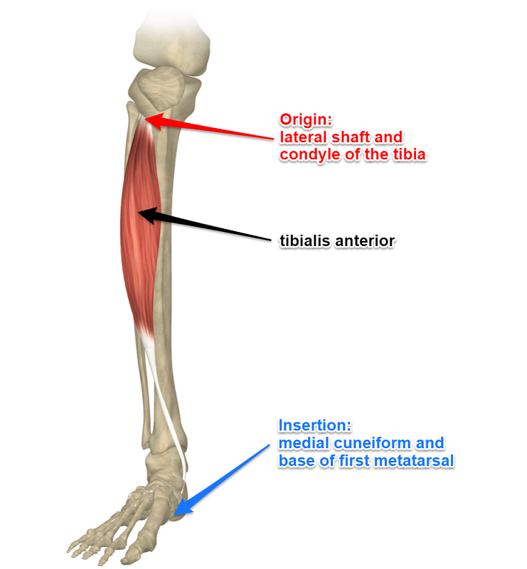drdozellodc's tweet photo. Two Minutes of Anatomy: Tibialis Anterior
Dr Donald A Ozello DC of Championship Chiropractic 
#Vegas #Chiropractor #Chiropractic #SportsMedicine #Anatomy #TibialisAnterior #LowerLeg https://t.co/w2p19K5ugD https://t.co/rn2gowPBfF