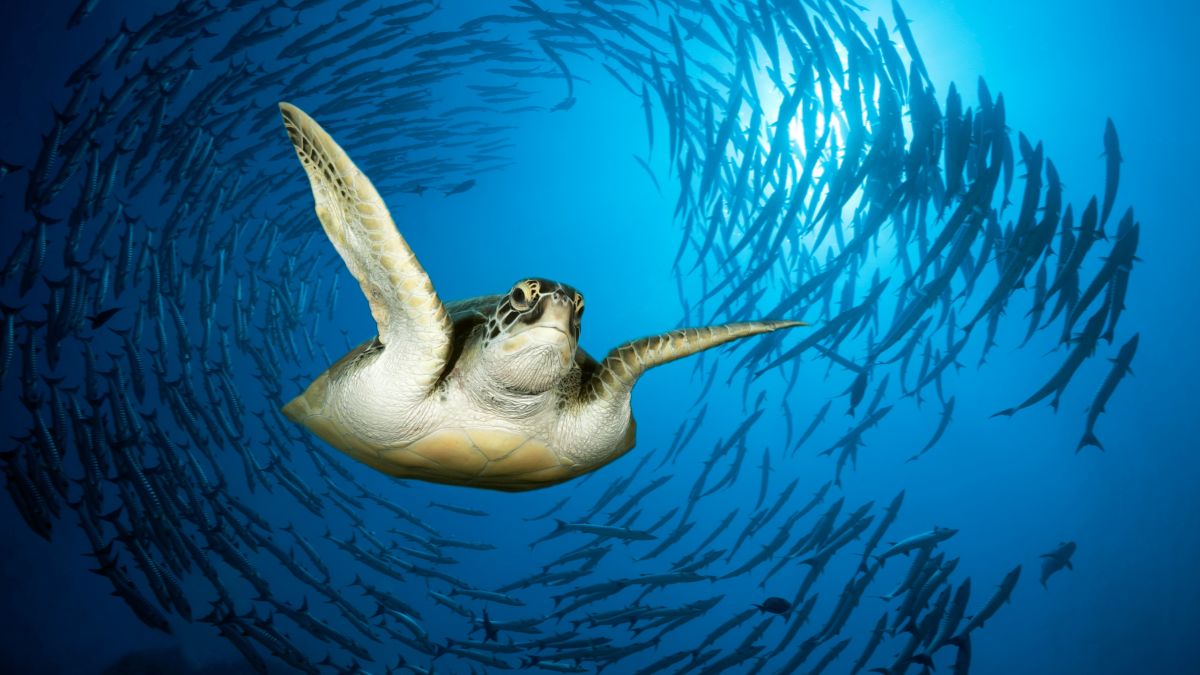 LiveScience's tweet photo. Sea creatures' bizarre circular swimming has scientists puzzled https://t.co/BaRaOuKhUl https://t.co/CdXvH2iabT