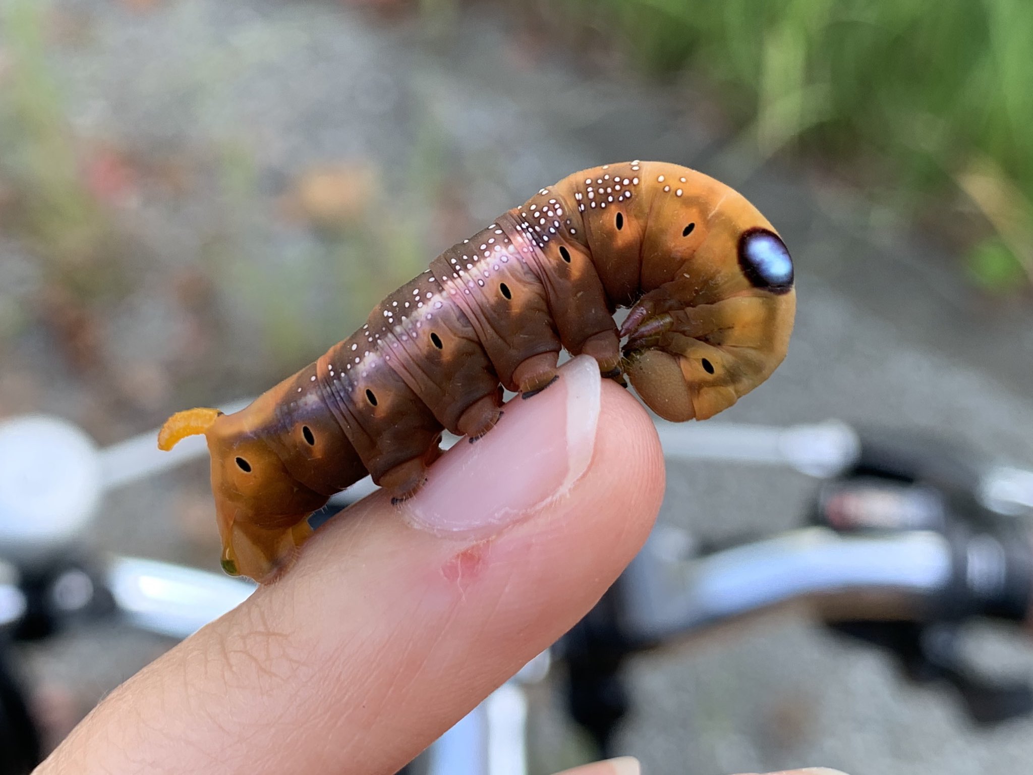 でんボ 春の生き物撮りクラスタフォロー祭り 魚も虫も 手乗り写真大好き人間です どんな環境でもomdで撮影するのが今後の目標 良い写真 たくさん撮るぞ T Co Wlectkucd2 Twitter
