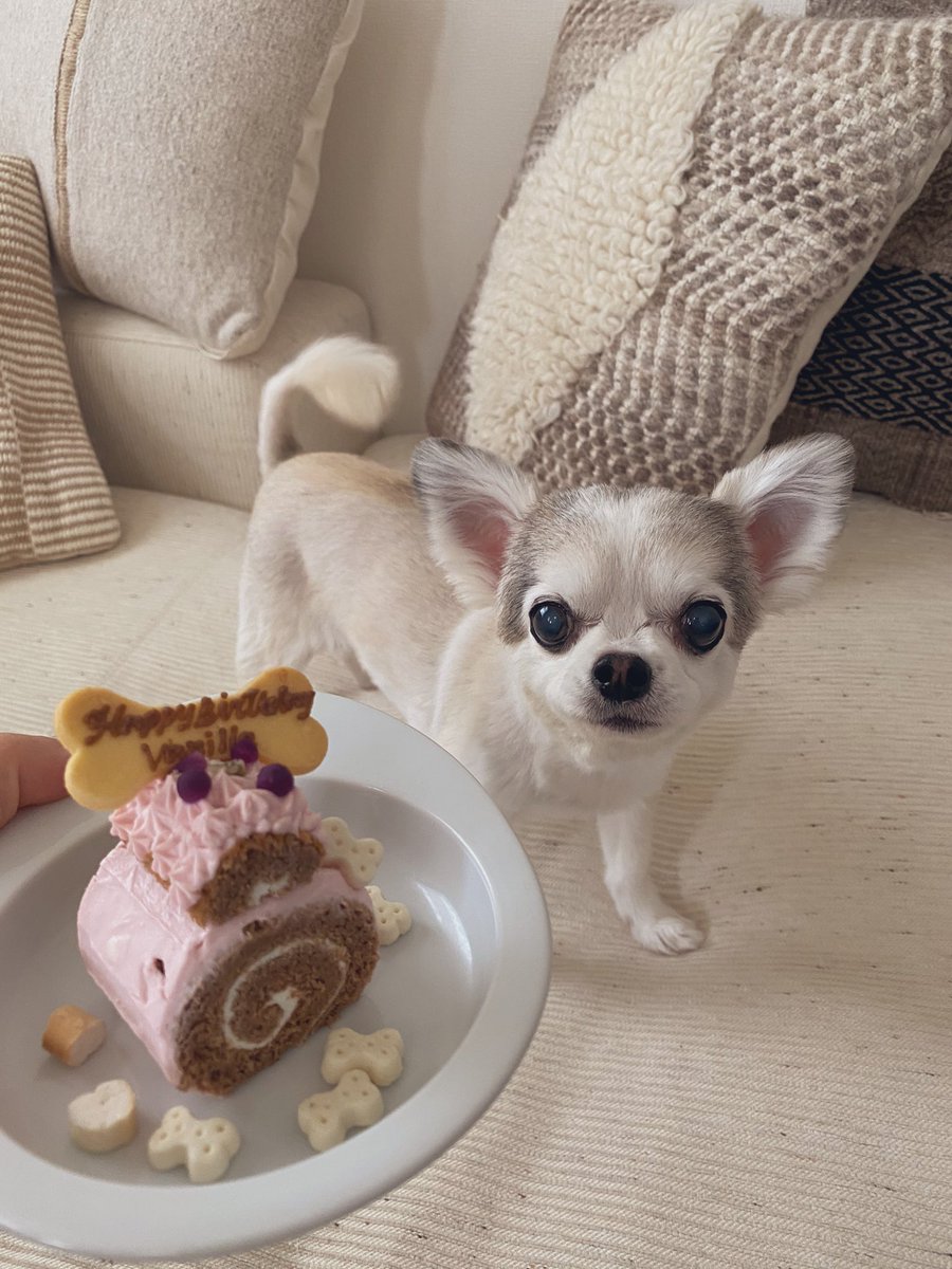 junjun393's tweet photo. ハッピーバースデー14歳🎂🎉❤️
#チワワ #Chihuahua https://t.co/Aq8tcAmFbC