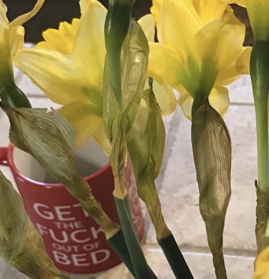 marteeeen's tweet photo. Get the fuck out of bed - your daffodils wont bloom in the coffee cup of hope on their own ! https://t.co/2xba19TjTf