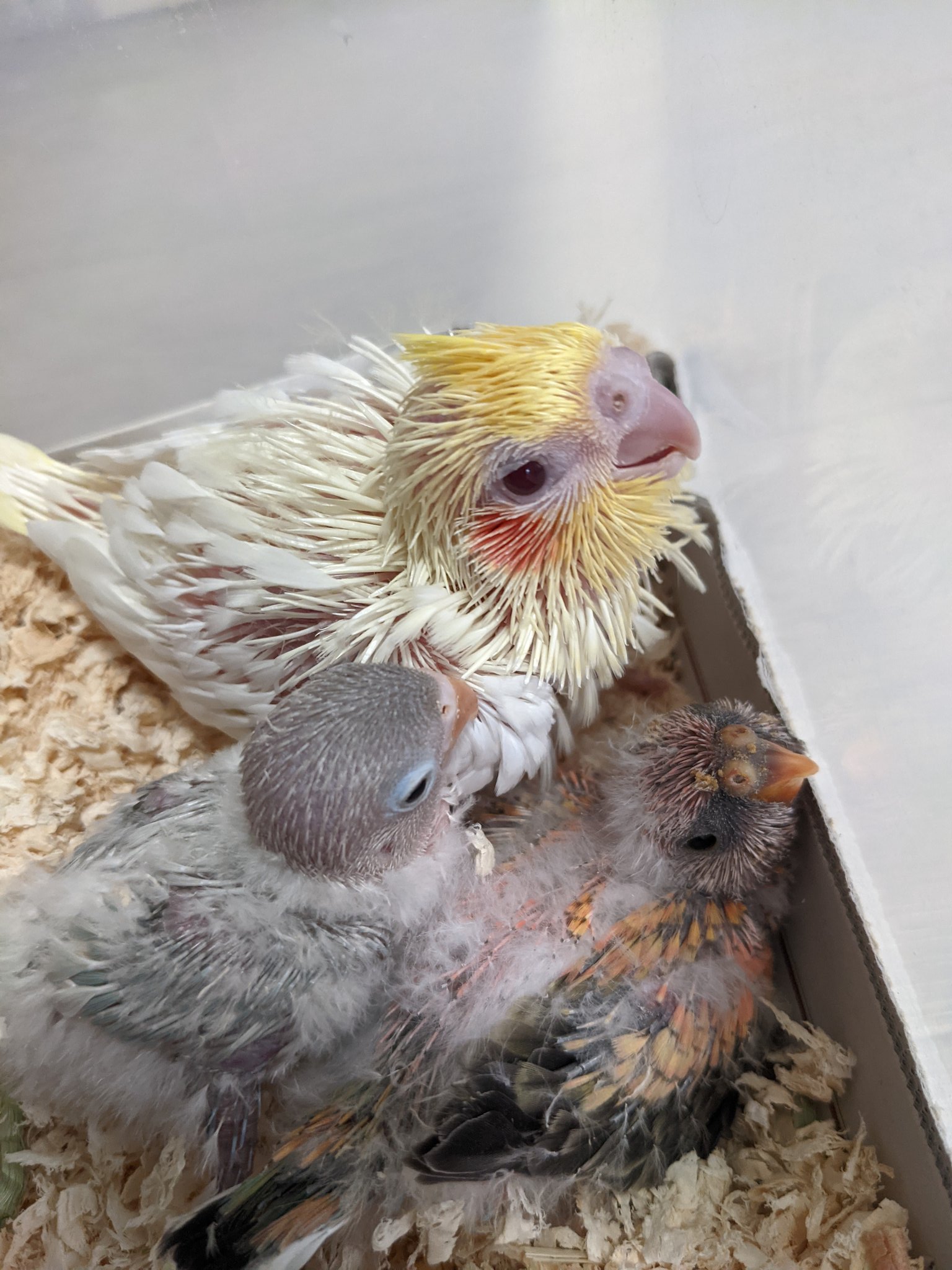 ことりのおうち インテリアグリーンaqua 長後こども食堂 オカメインコ ルチノーとノーマル アキクサインコローズ 白ボタン インコ の雛が来ました オカメインコ ルチノー アキクサインコ 白ボタンインコ オウム 販売 神奈川県 藤沢市 長後 インコ