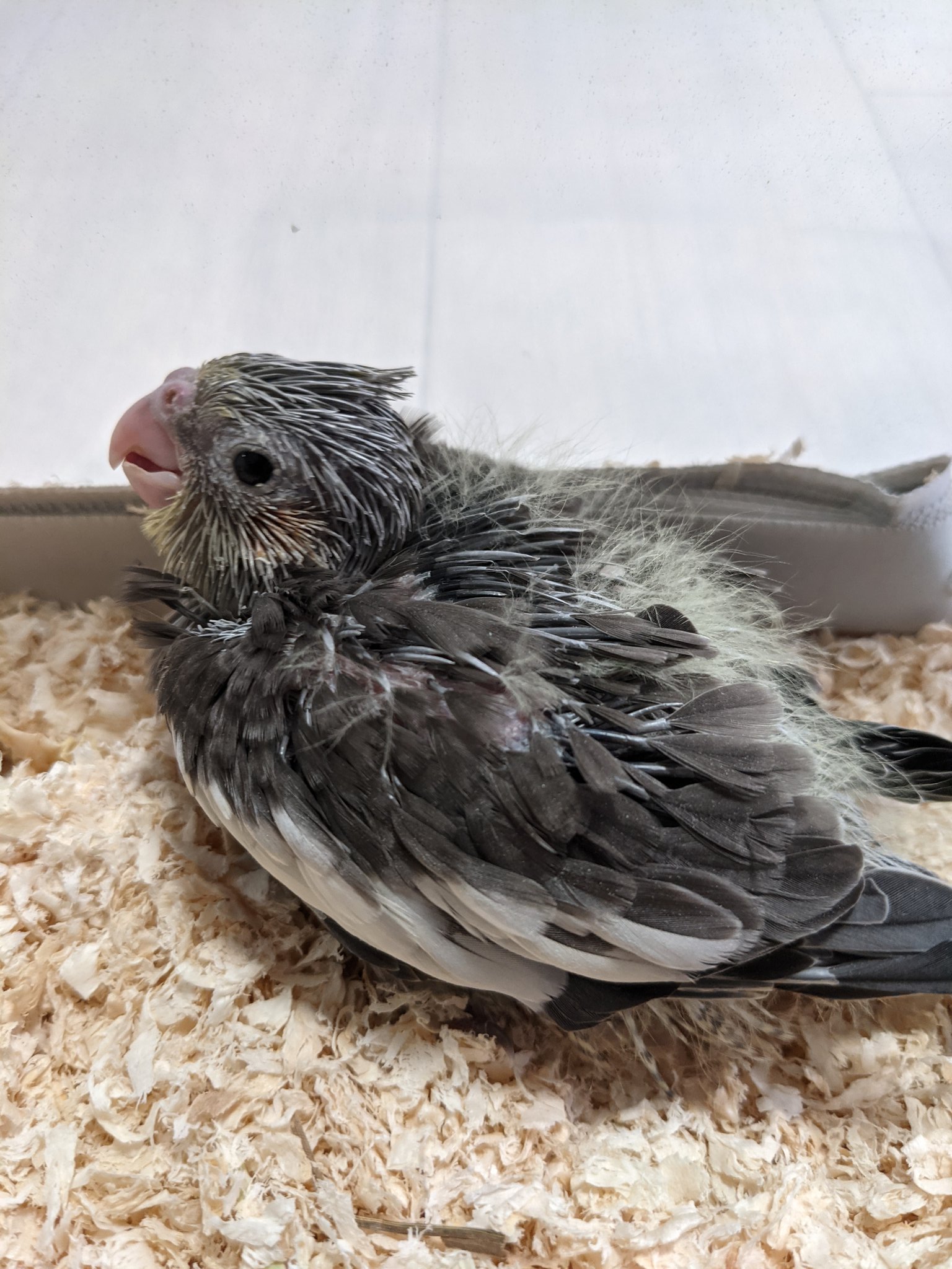 ことりのおうち インテリアグリーンaqua 長後こども食堂 オカメインコ ルチノーとノーマル アキクサインコローズ 白ボタンインコ の雛が来ました オカメインコ ルチノー アキクサインコ 白ボタンインコ オウム 販売 神奈川県 藤沢市 長後 インコ