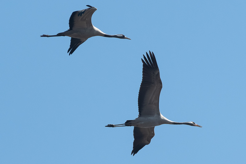 Drie laag overvliegende kraanvogels in de Kraanvogelstraat in Groningen! Hoe is het mogelijk? 🥰 <a href="/vogelnieuws/">Vogelbescherming NL</a> <a href="/AvifaunaGrunn/">Avifauna Groningen</a>