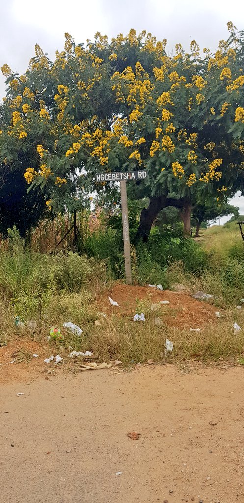 byopra's tweet photo. This is near Ngcebetsha Road in Mzilikazi. Residents in the area are citing inadequacy in the number of times BCC collects waste in the area as the reason why they end up dumping waste there. https://t.co/kQyBWdEx4h
