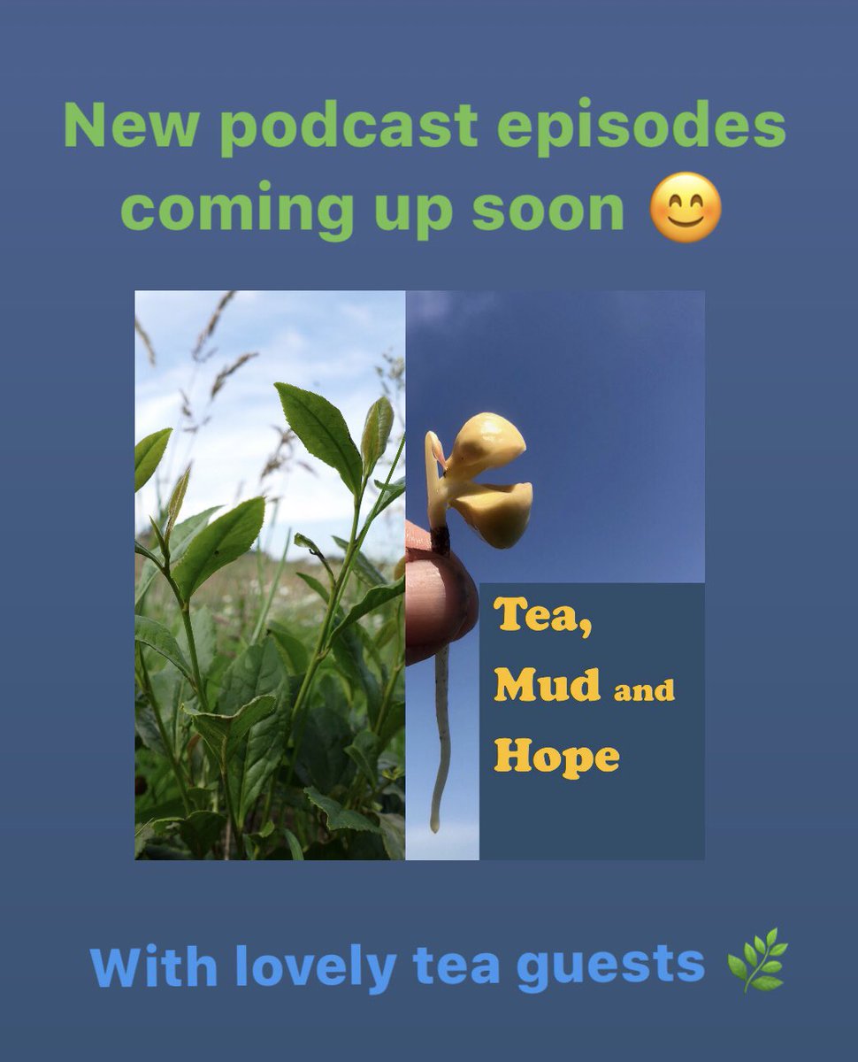 windyhollowscot's tweet photo. I wonder who is next ๐๐ฟ#tea #teageeks #teapodcast #podcast #teamudandhope https://t.co/RgGCkOJpll