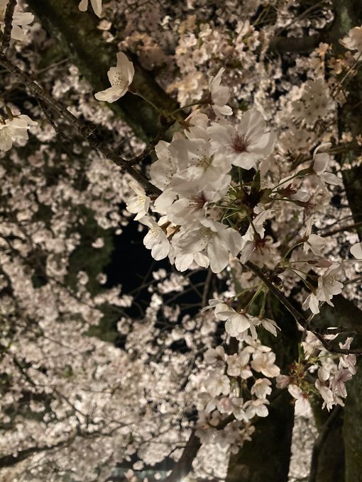 夜桜 高画質 のtwitterイラスト検索結果 古い順