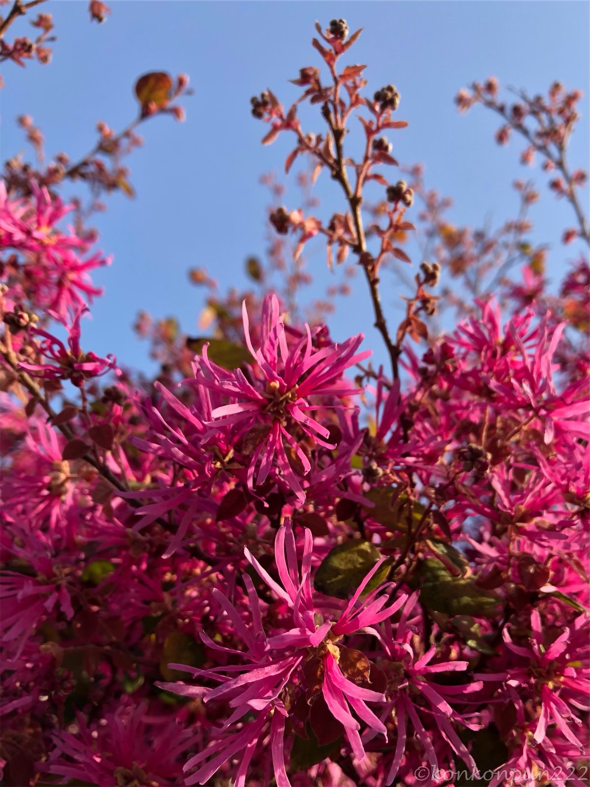 べにばなときわまんさく Twitter Search Twitter