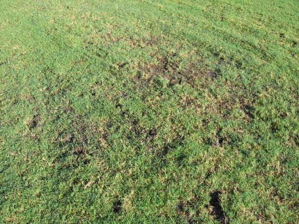 SouthernSoilsTS's tweet photo. Get Ready - Mole crickets can start laying eggs in April. Be prepared with a #ChipcoChoice application! Learn more at https://t.co/2KQqYxdt24 https://t.co/PEvbeMTpwv