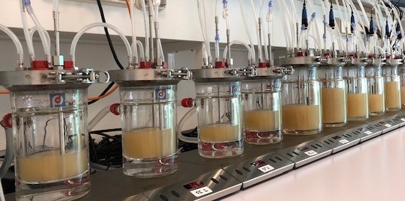 Lesaffre tweet media