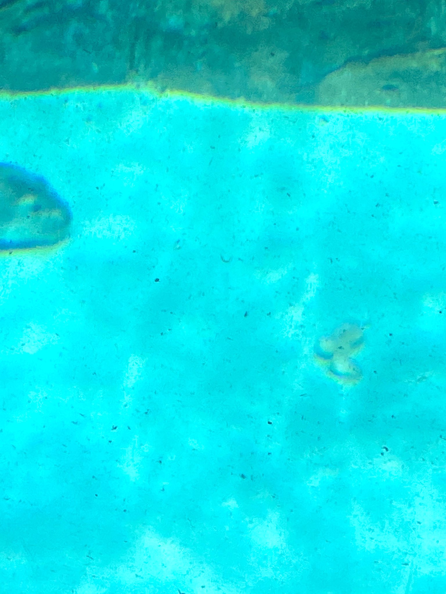 はらの おっ ホタテ落ちてるじゃん ラッキー マリンワールド海の中道 ラッコ リロくん T Co 2egjvzlrum Twitter