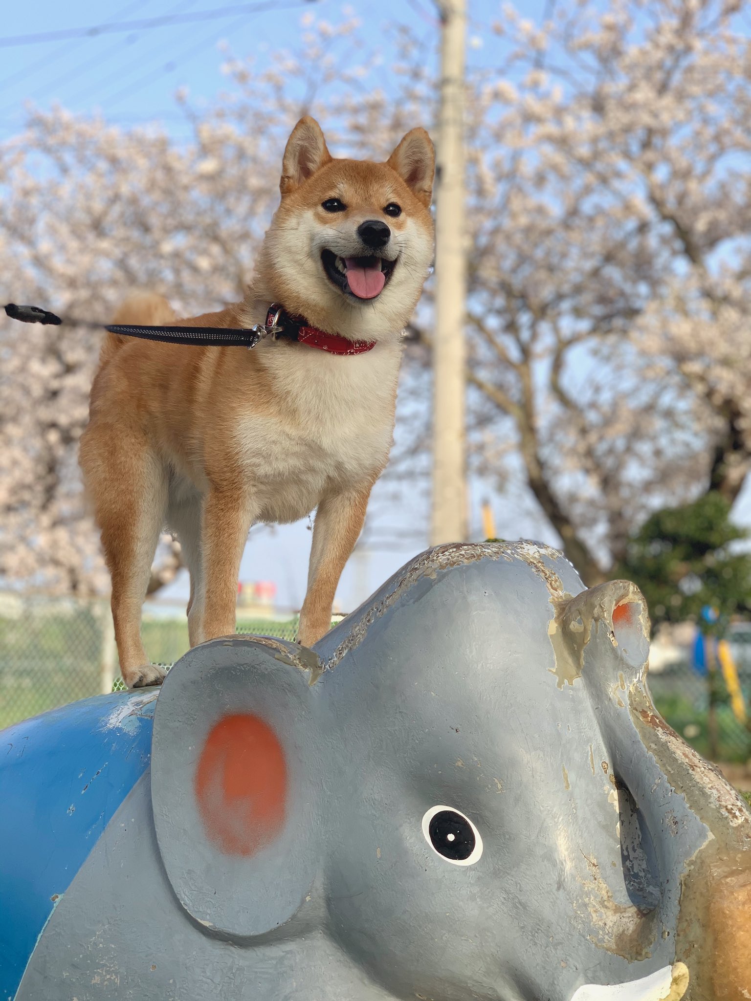 柴犬の力 リキ くん 世界一かわいい象使い 桜がよく似合うねえ 柴犬 Shiba 犬好きさんと繋がりたい T Co Enwq5krnxm Twitter