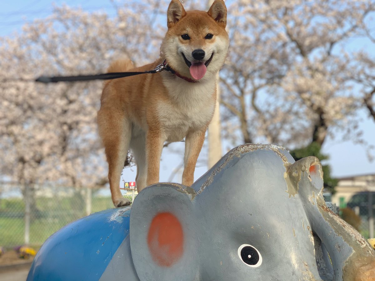 柴犬の力 リキ くん 世界一かわいい象使い 桜がよく似合うねえ 柴犬 Shiba 犬好きさんと繋がりたい
