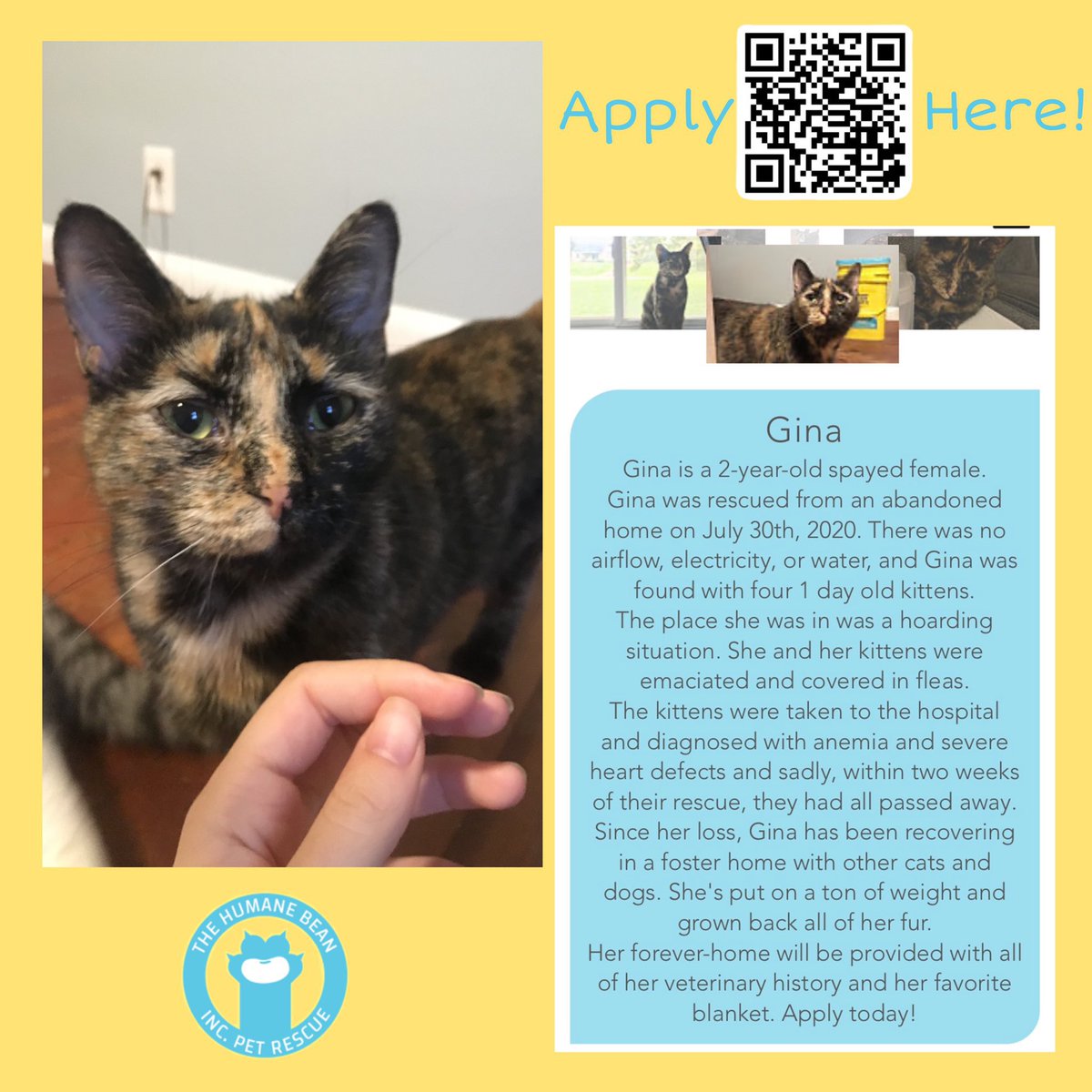 thehumanebean's tweet photo. Gina is still looking for a forever home! She is located in Northeast Ohio and her adoption fee is $45! Apply to adopt her here OR message us for more information! 💛🐾 #AdoptDontShop #TheHumaneBean #CatsOfTwitter https://t.co/d9jXFSigeO