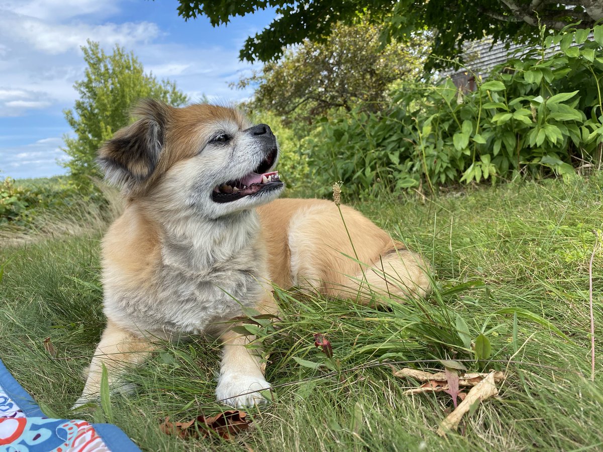 Lil’Roco tweet media