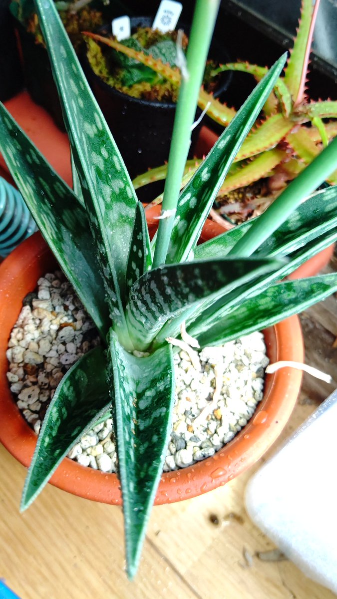 多肉大好き Tanichan Yo Twitter