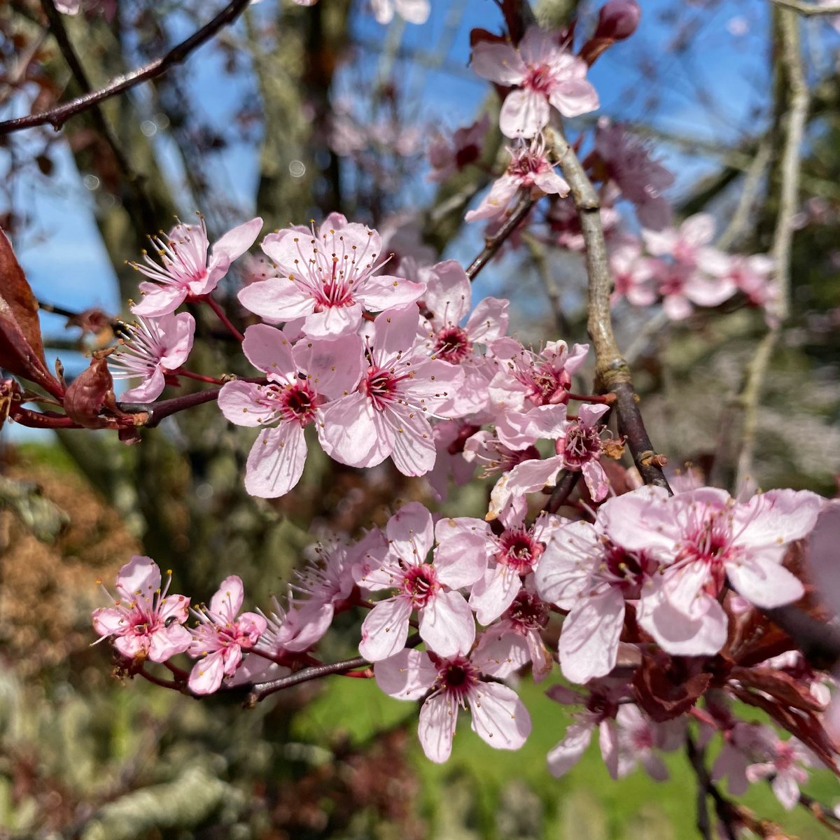 #BlossomWatch 👇🏻