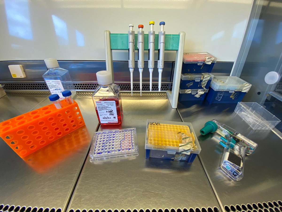 TheCVInstitute's tweet photo. We love being back in the lab, making a difference in cancer research. #icvi #cancerrrsearch #immunotherapy #cancer #fightingcancer #cancerimmunotherapy #cancervaccine #tcells #stgeorgestooting #lockdown #roadmaptorecovery https://t.co/Qv3uGTgItk