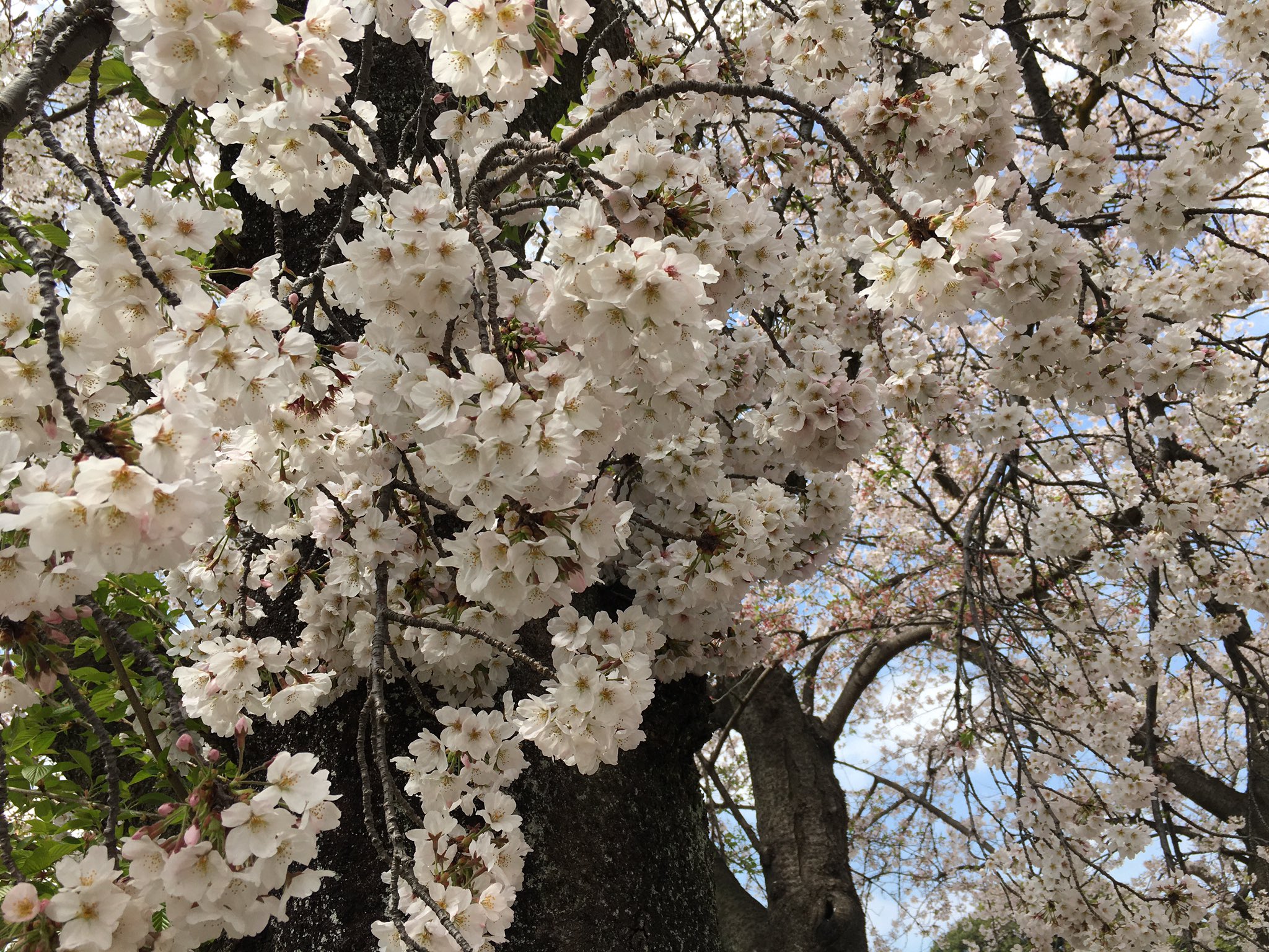 Mika N あしひきの山桜花一目だに 君とし見てば我れ恋ひめやも 家持 花を見れば御前にお見せしたいなあとか 御前と一緒に見たいなあとか 未だに思ってしまう 目を細めて花を見やる御姿がまだ目の底に残っている お山の桜も開いたそうだ 本当に今年は